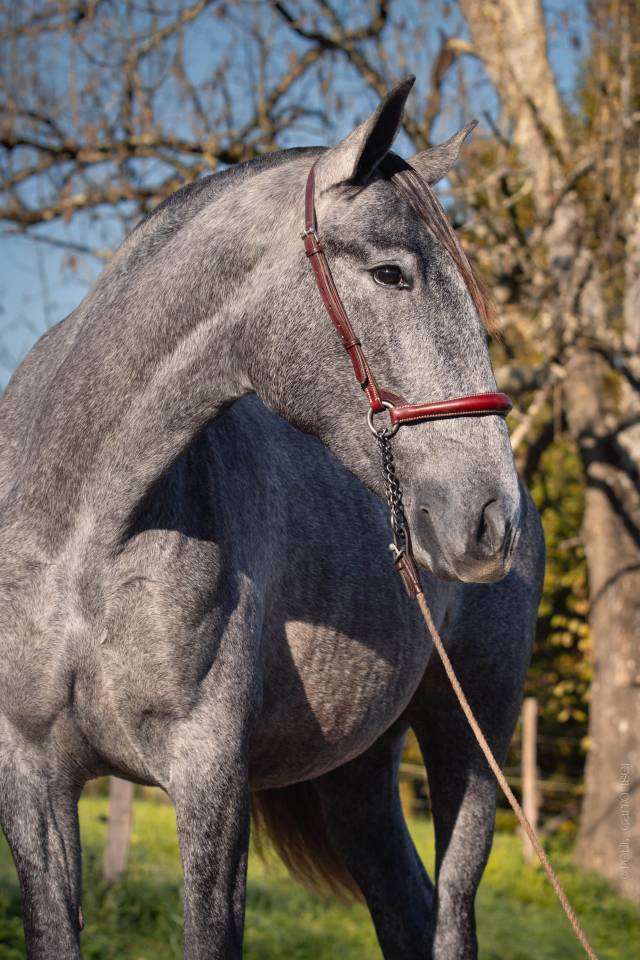 Mare PRE Pure Spanish Bred For sale 2022 Grey
