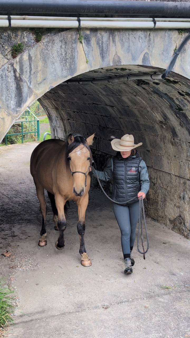 Gelding PRE Pure Spanish Bred For sale 2021 Buckskin