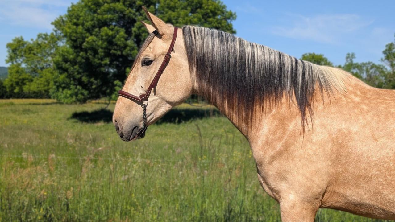 Gelding PRE Pure Spanish Bred For sale 2022 Buckskin
