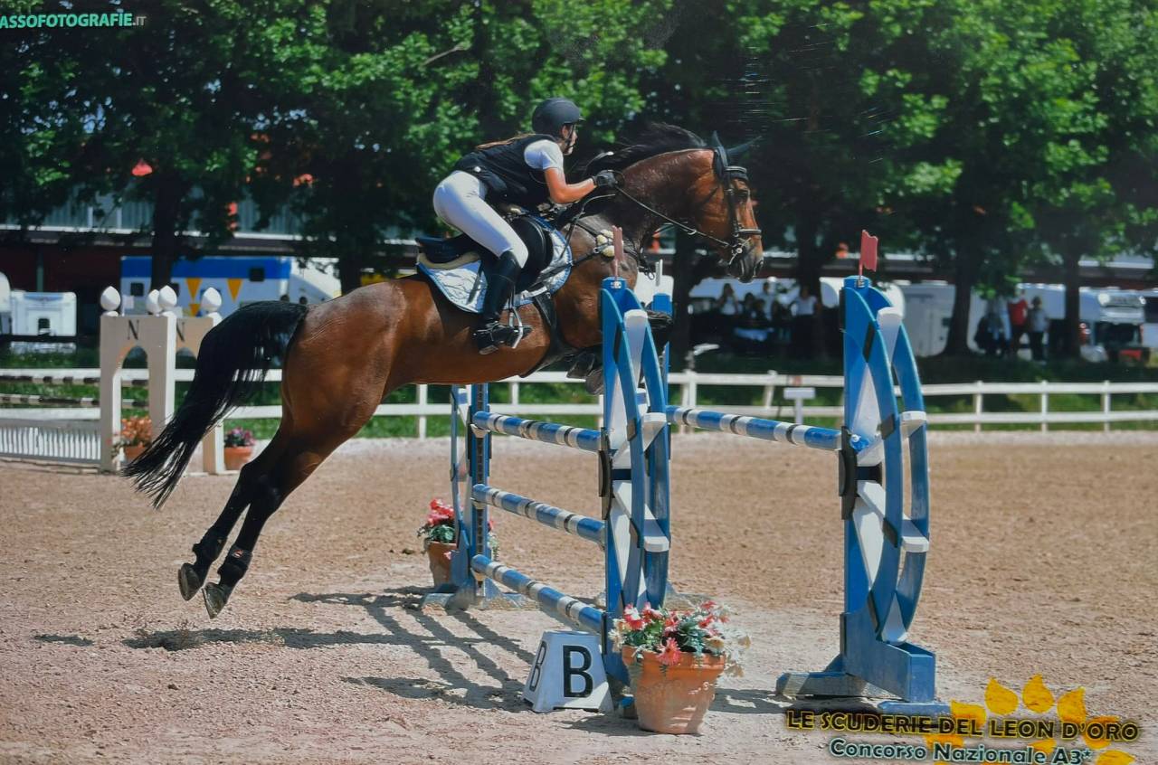 Mare sBs Belgian Warmblood For sale 2014 Bay