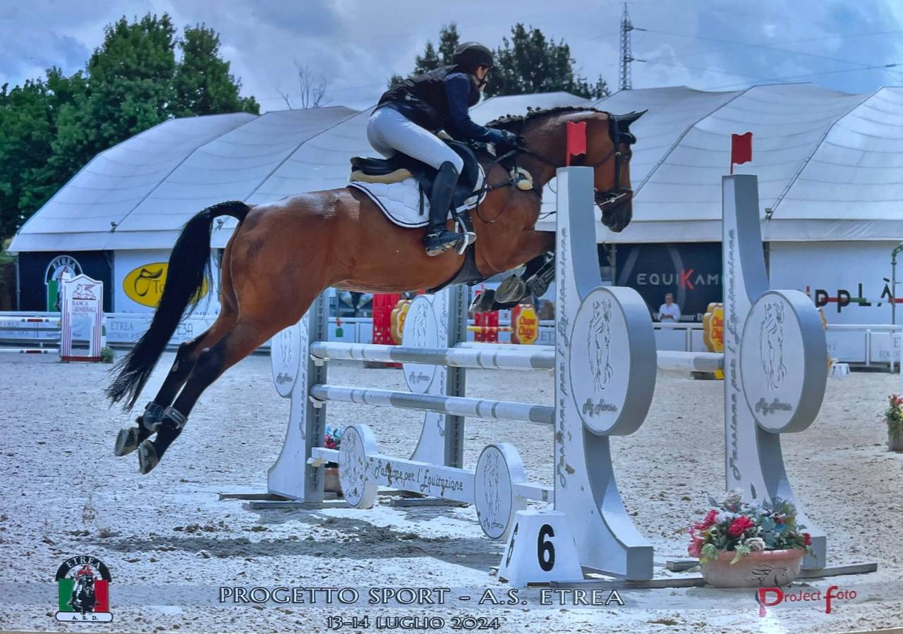 Mare sBs Belgian Warmblood For sale 2014 Bay