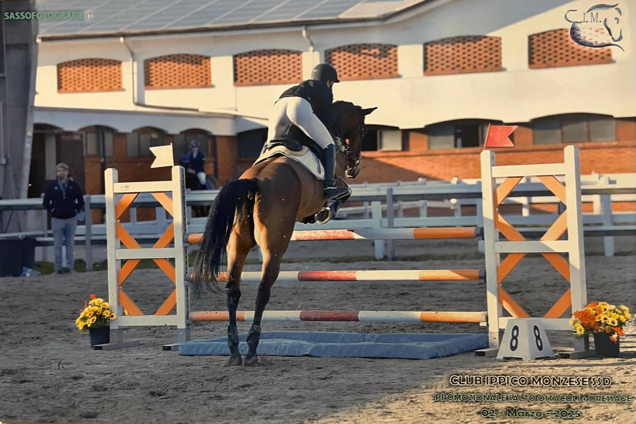 Mare sBs Belgian Warmblood For sale 2014 Bay