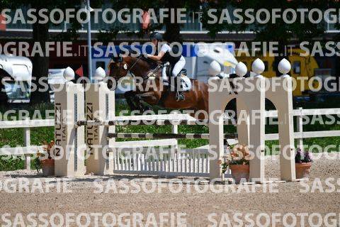 Mare sBs Belgian Warmblood For sale 2014 Bay