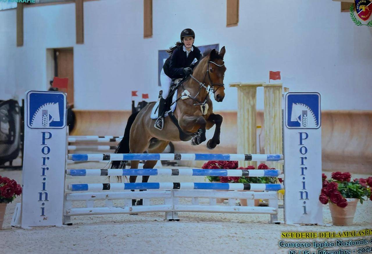 Mare sBs Belgian Warmblood For sale 2014 Bay