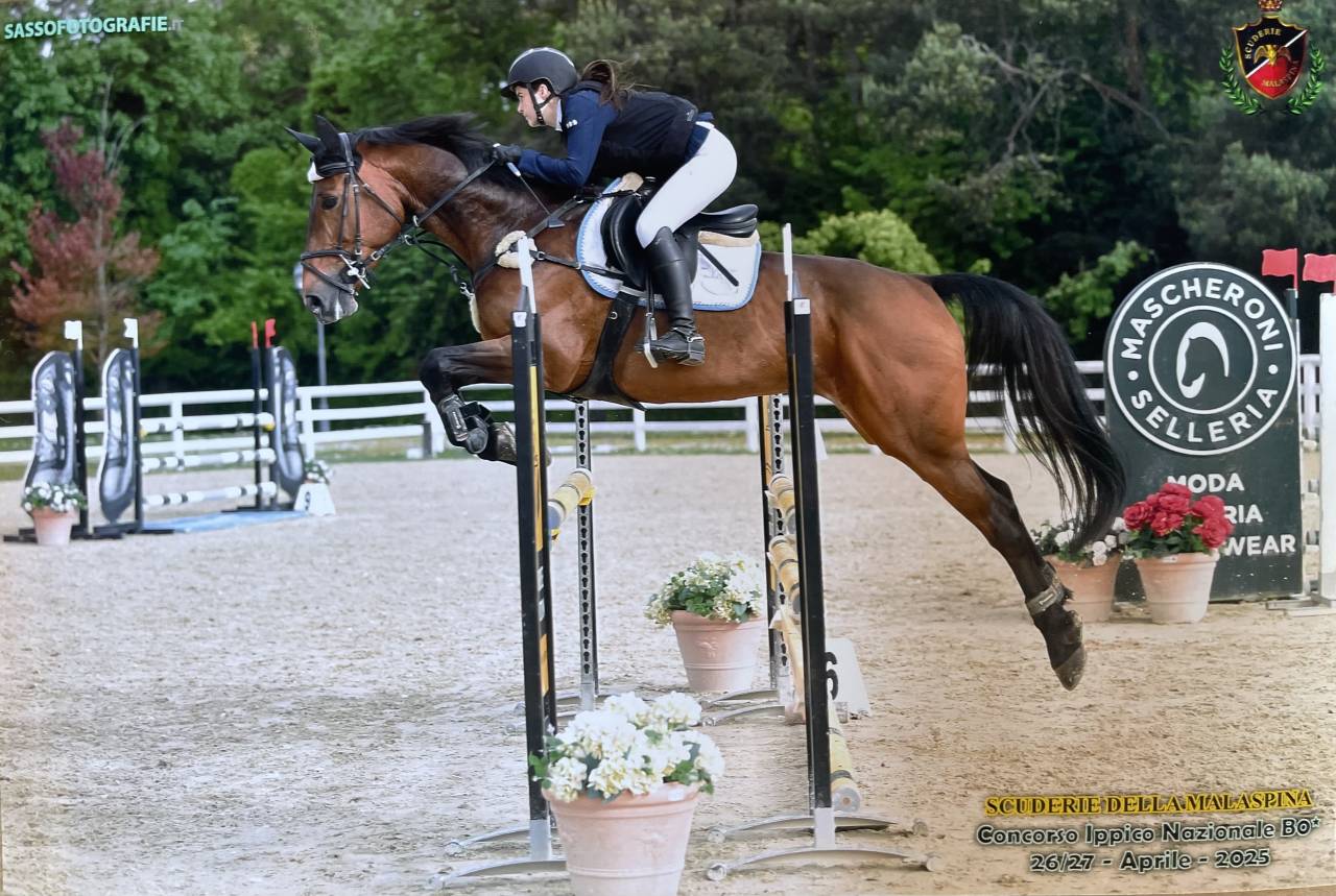 Mare sBs Belgian Warmblood For sale 2014 Bay