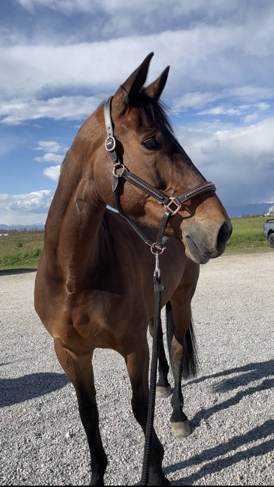 Mare sBs Belgian Warmblood For sale 2014 Bay