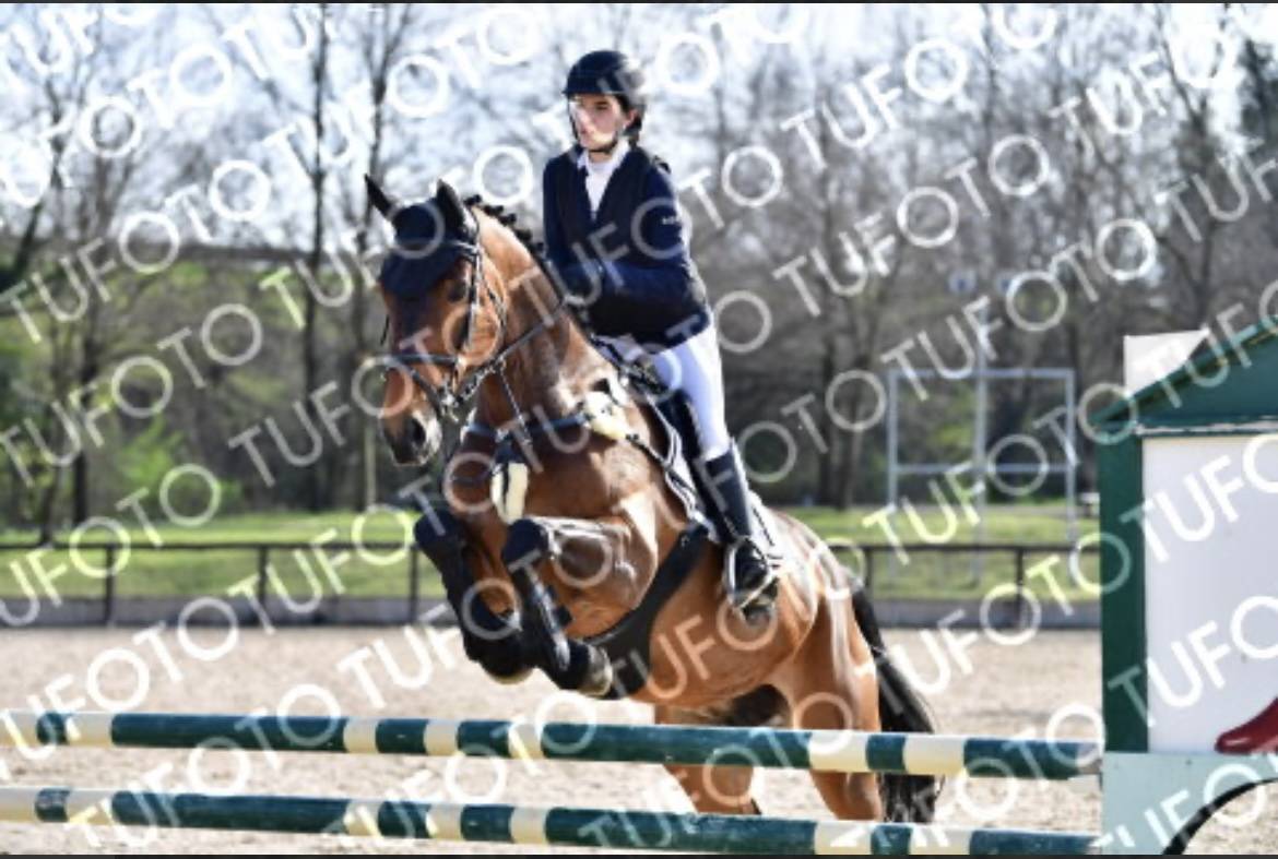 Mare sBs Belgian Warmblood For sale 2014 Bay