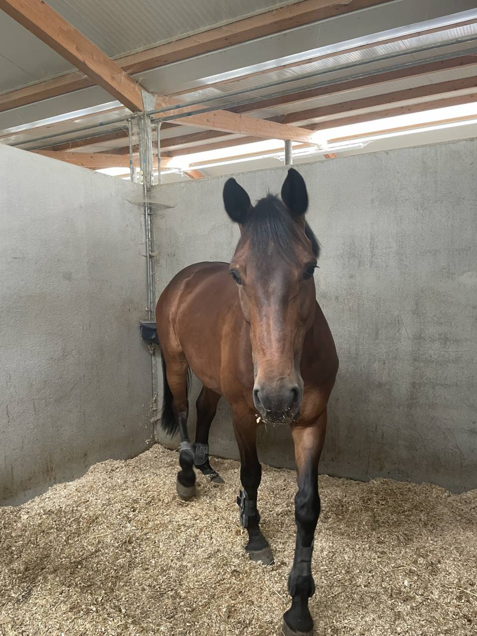 Mare sBs Belgian Warmblood For sale 2014 Bay