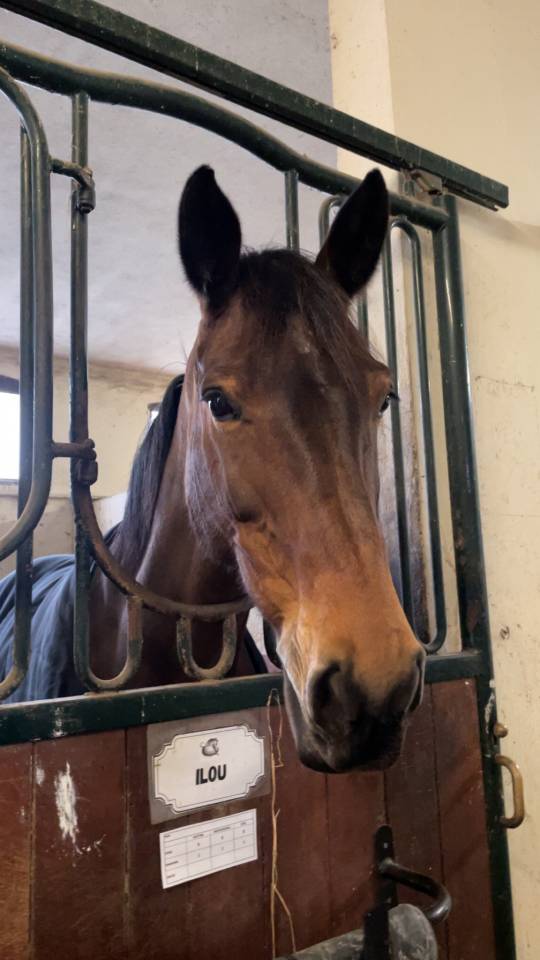 Mare sBs Belgian Warmblood For sale 2014 Bay