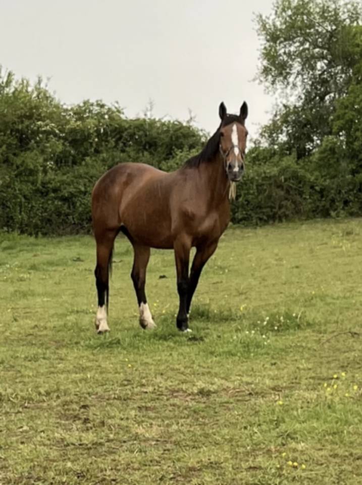 Mare Selle Fran&ccedil;ais For sale 2007 Bay