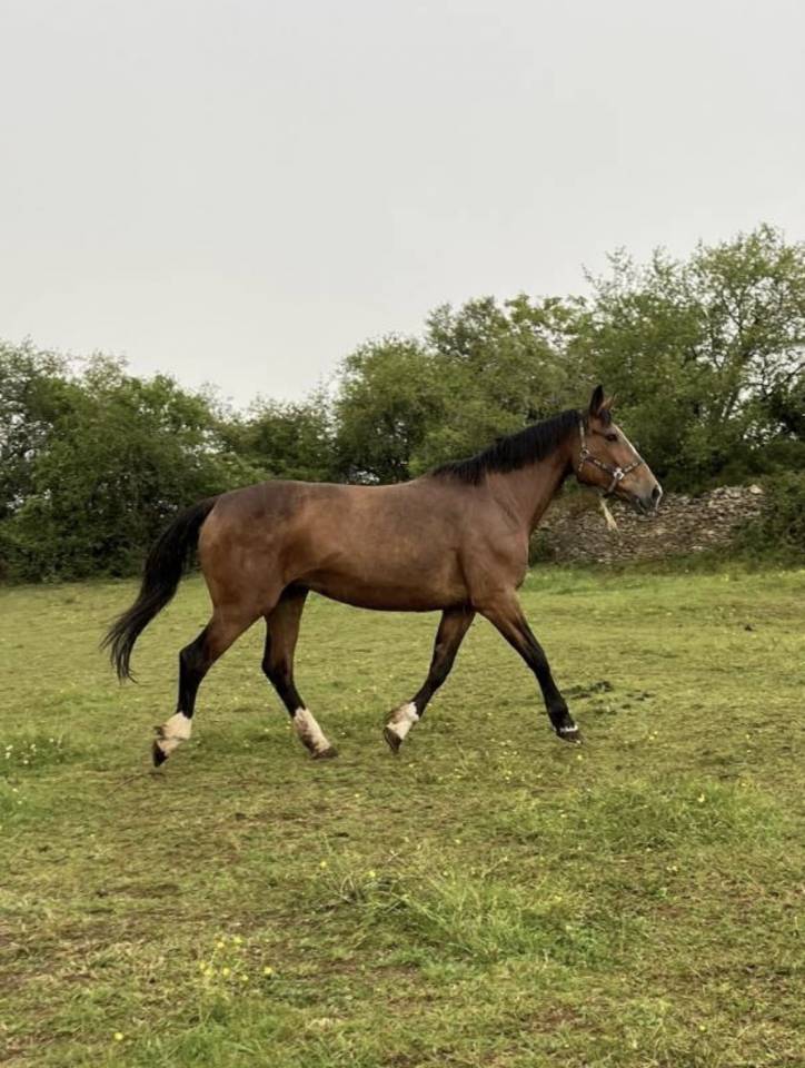 Mare Selle Fran&ccedil;ais For sale 2007 Bay