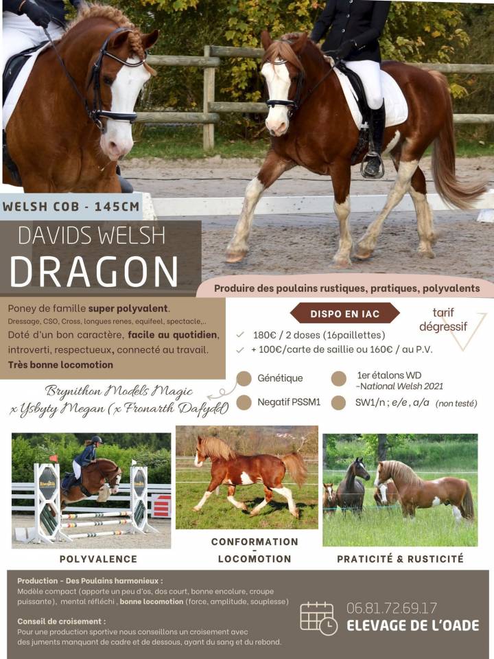 davids welsh dragon - Welsh Pony (Section D), Welsh Cob 2013 by Brynithon Models Magic