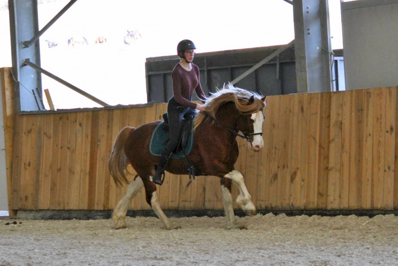 davids welsh dragon - Welsh Pony (Section D), Welsh Cob 2013 by Brynithon Models Magic