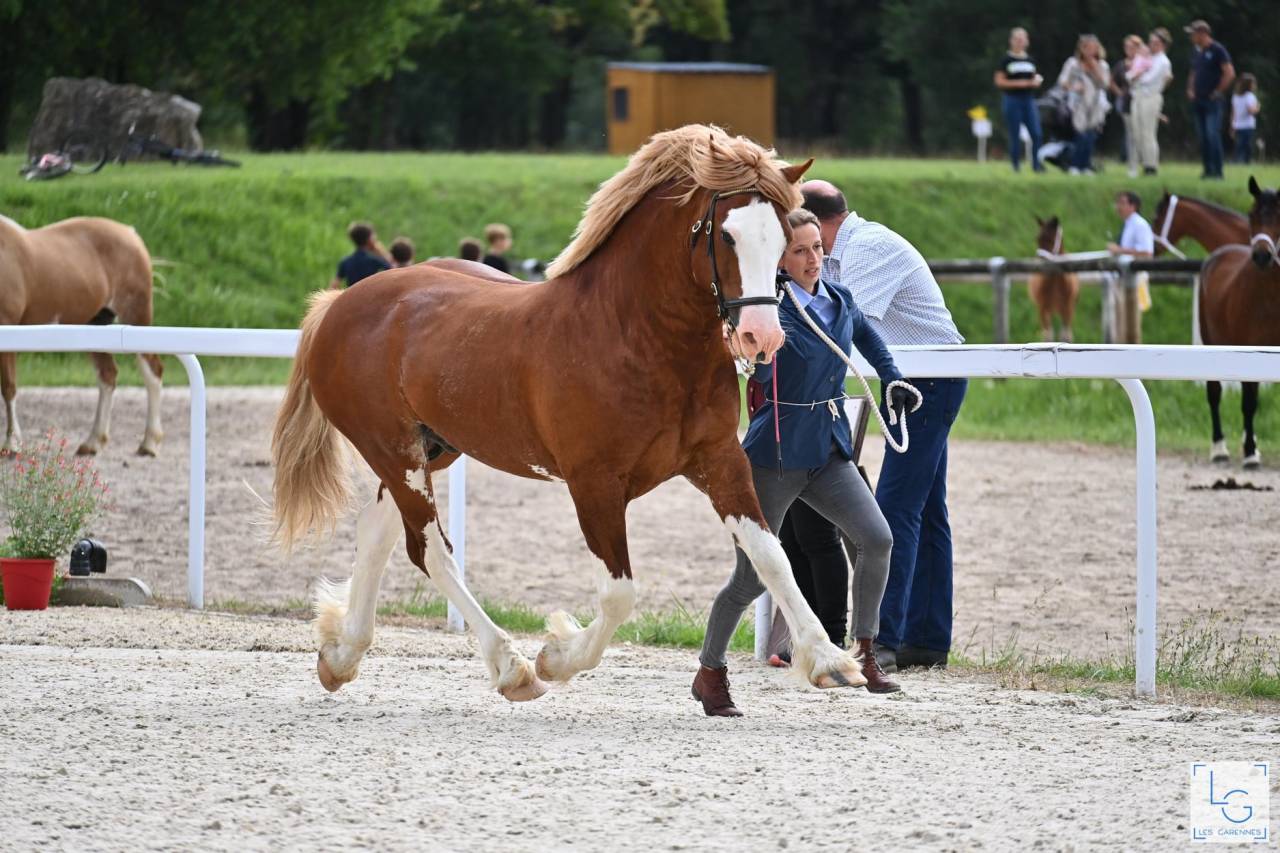 davids welsh dragon - Welsh Pony (Section D), Welsh Cob 2013 by Brynithon Models Magic