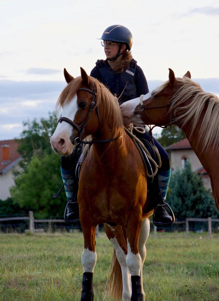 davids welsh dragon - Welsh Pony (Section D), Welsh Cob 2013 by Brynithon Models Magic