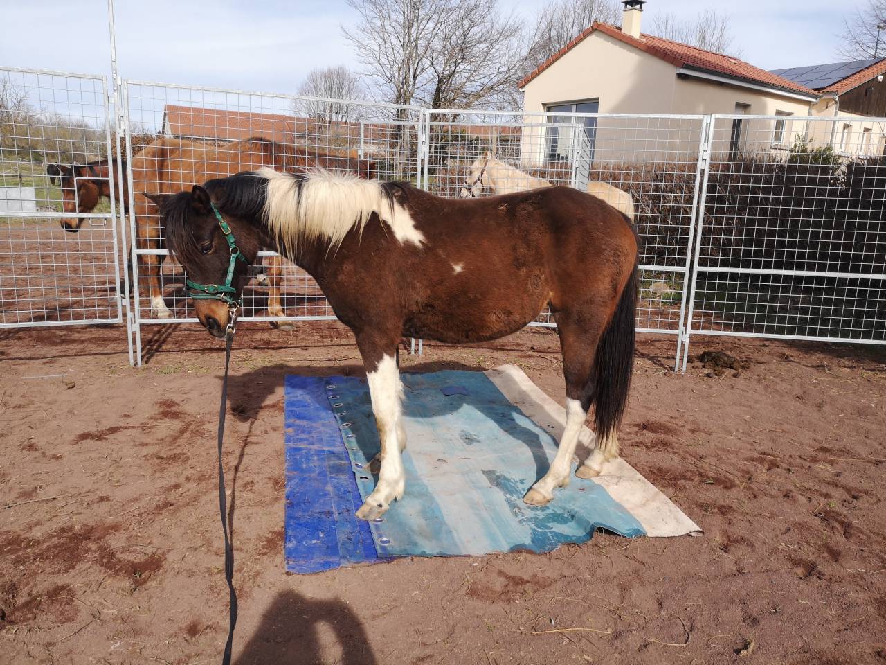 Mare Origin Recorded For sale 2023 Coloured