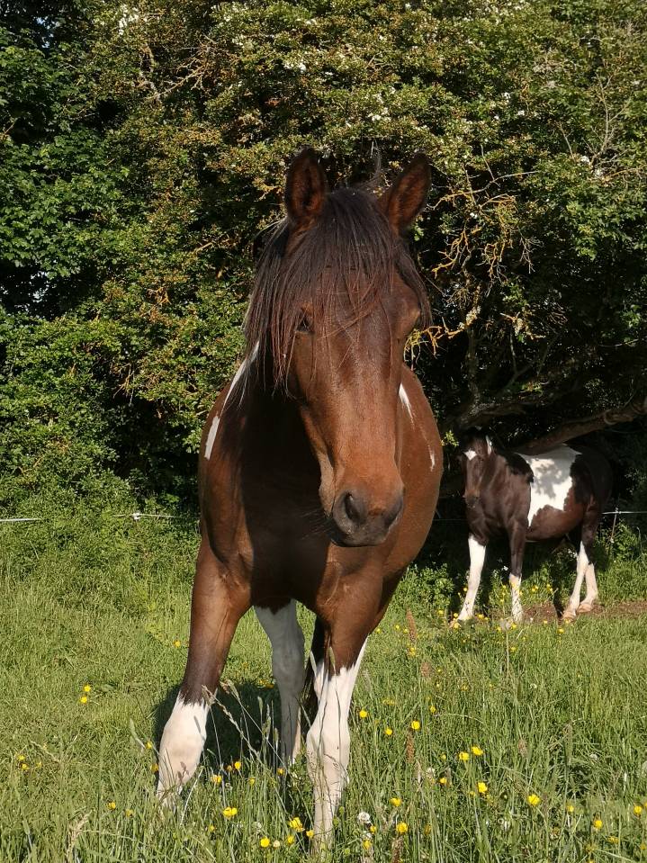 Mare Origin Recorded For sale 2023 Coloured