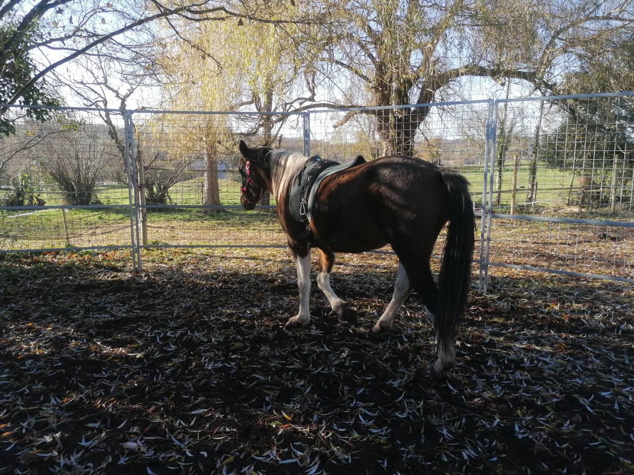 Mare Origin Recorded For sale 2023 Coloured