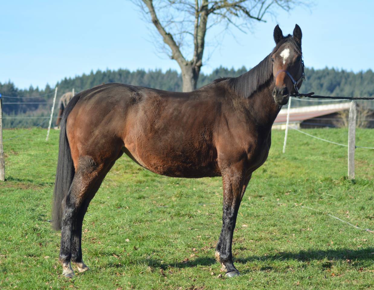 Mare English Thoroughbred For sale 2021 Dark Bay