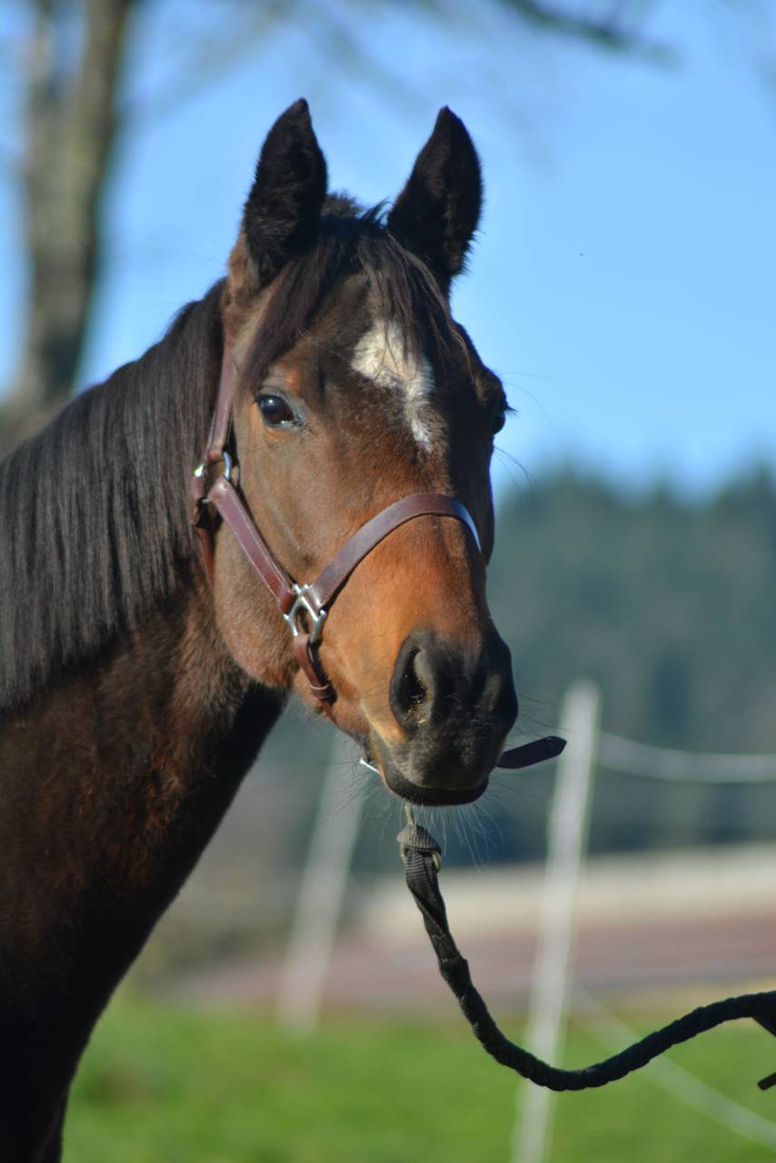 Mare English Thoroughbred For sale 2021 Dark Bay