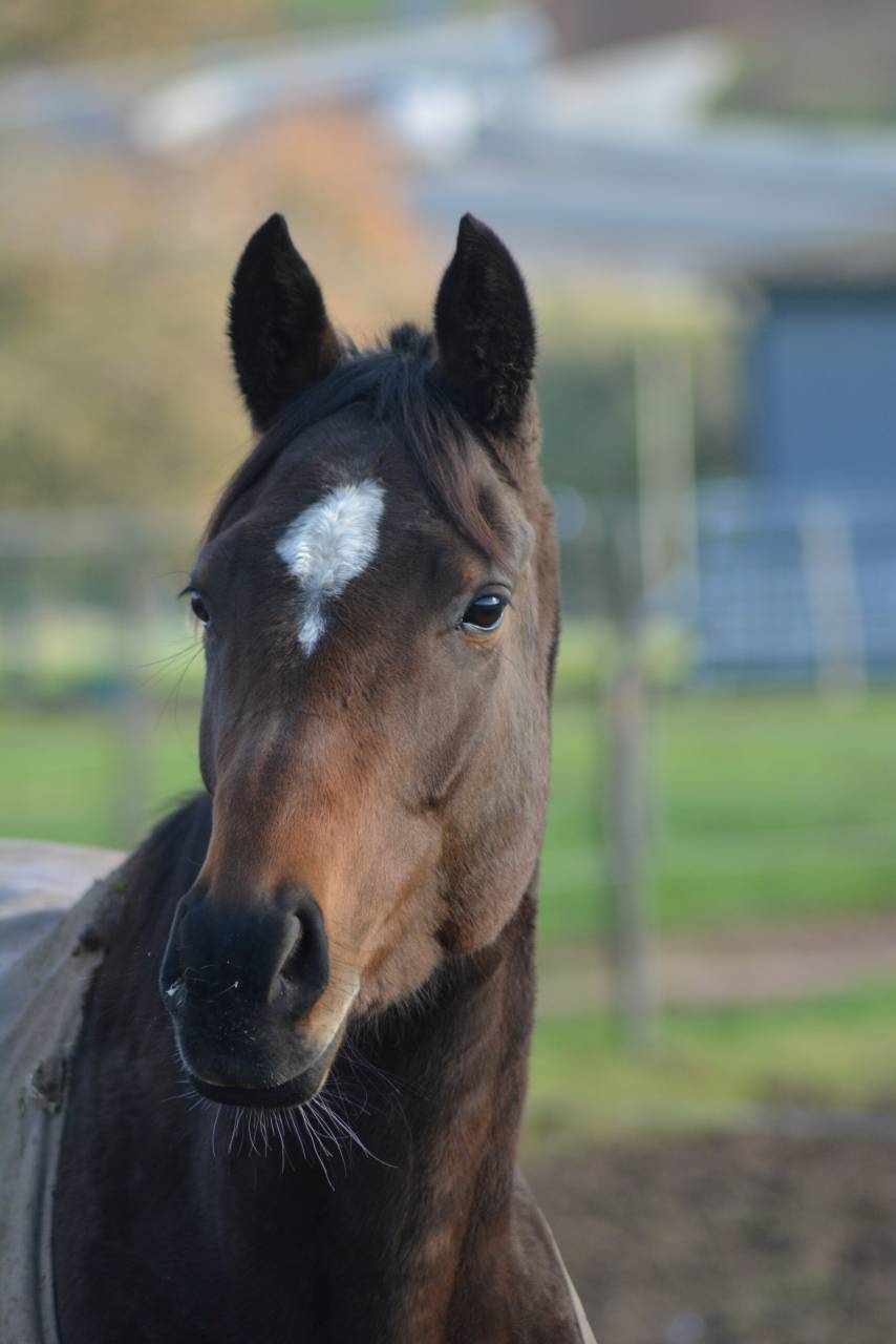 Mare English Thoroughbred For sale 2021 Dark Bay