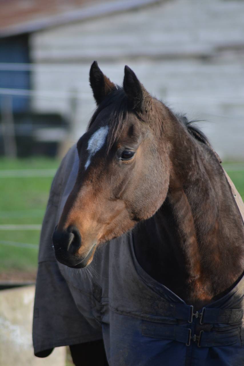 Mare English Thoroughbred For sale 2021 Dark Bay