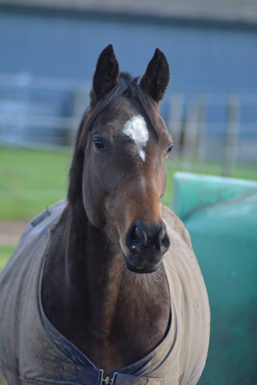 Mare English Thoroughbred For sale 2021 Dark Bay