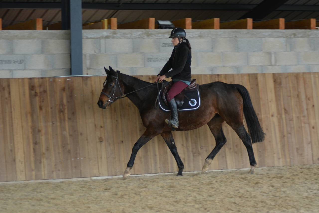 Mare English Thoroughbred For sale 2021 Dark Bay