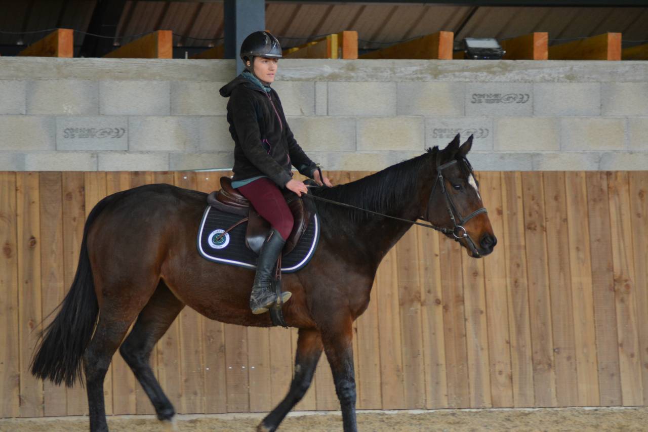 Mare English Thoroughbred For sale 2021 Dark Bay