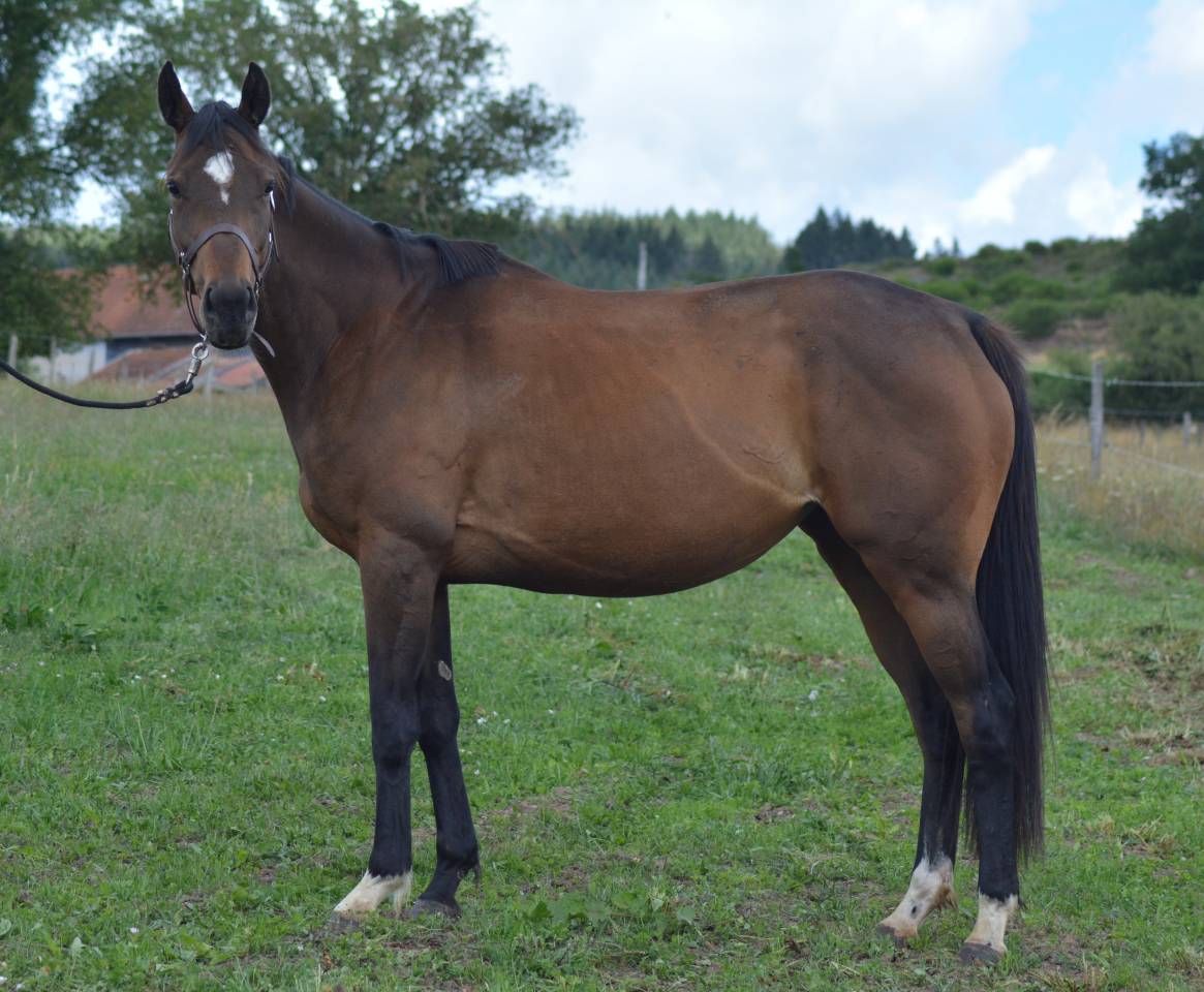 Mare English Thoroughbred For sale 2021 Dark Bay