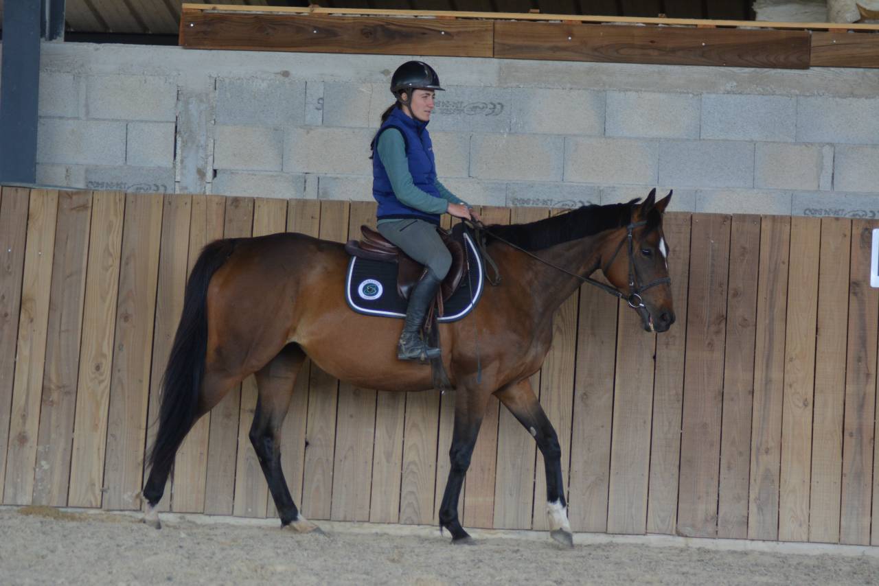 Mare English Thoroughbred For sale 2021 Dark Bay