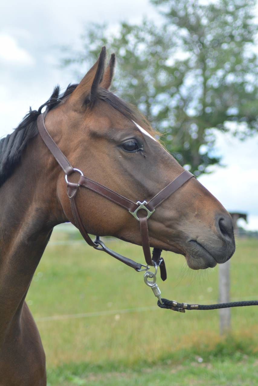 Mare English Thoroughbred For sale 2021 Dark Bay