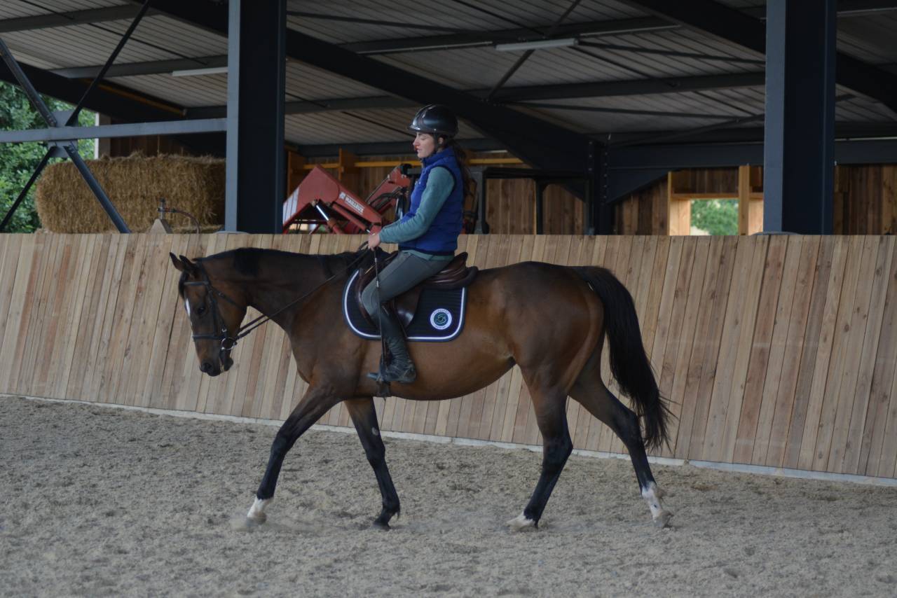 Mare English Thoroughbred For sale 2021 Dark Bay