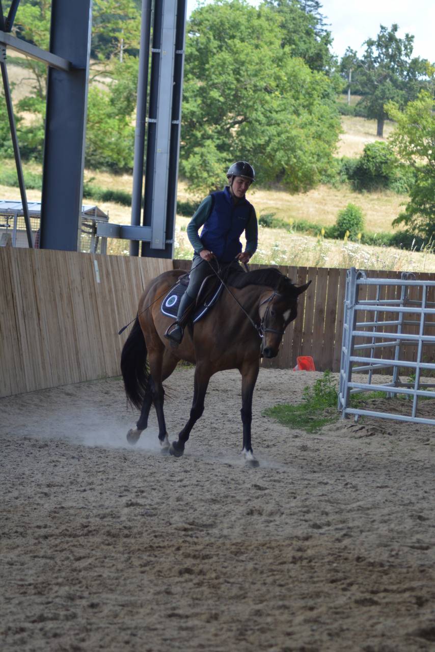 Mare English Thoroughbred For sale 2021 Dark Bay