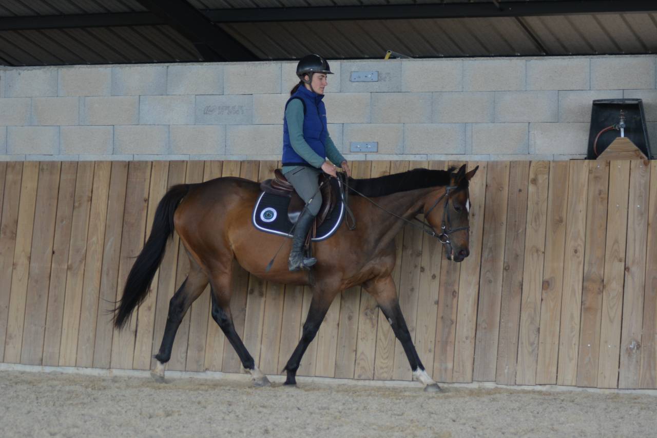 Mare English Thoroughbred For sale 2021 Dark Bay