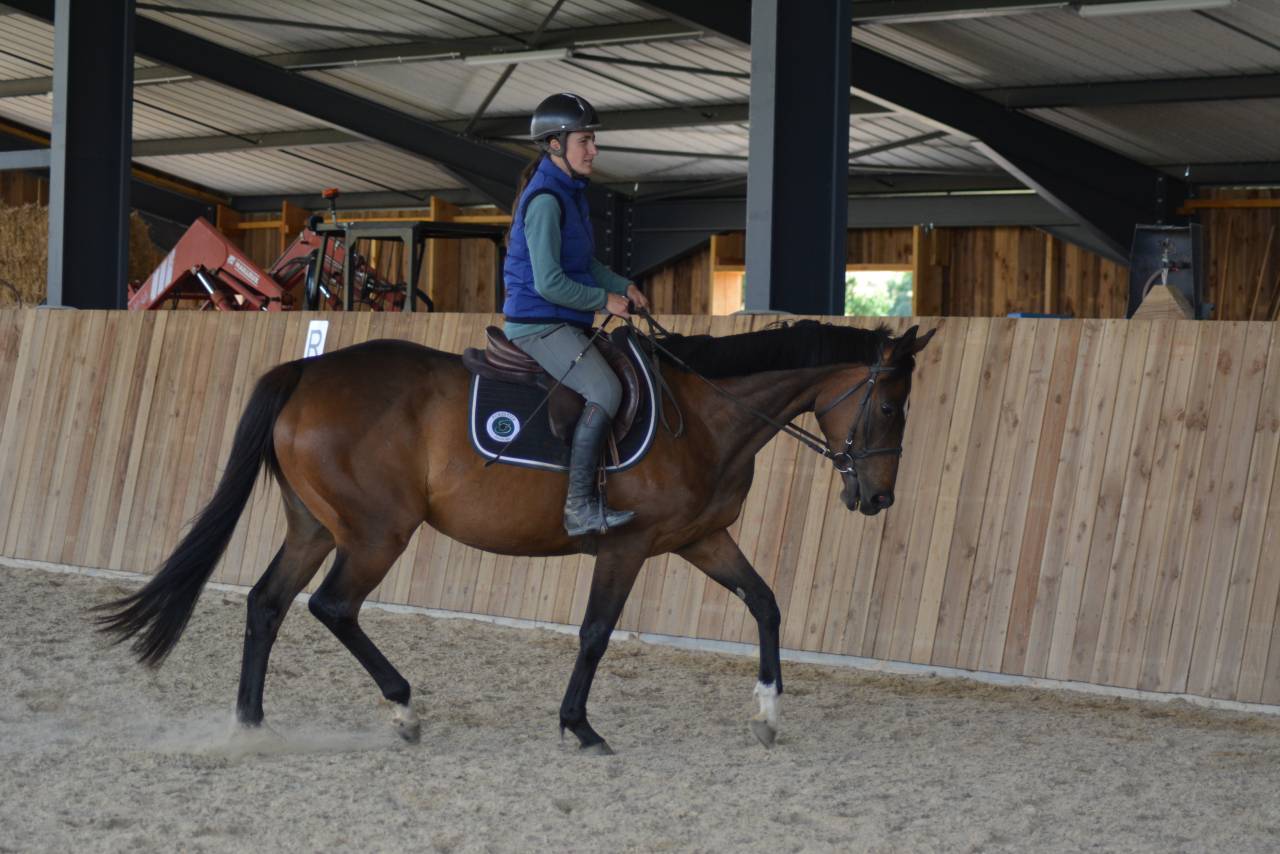 Mare English Thoroughbred For sale 2021 Dark Bay