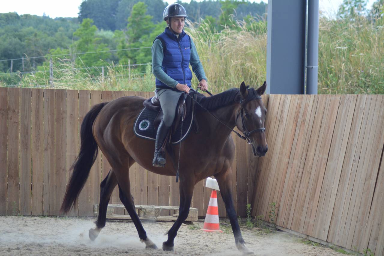 Mare English Thoroughbred For sale 2021 Dark Bay