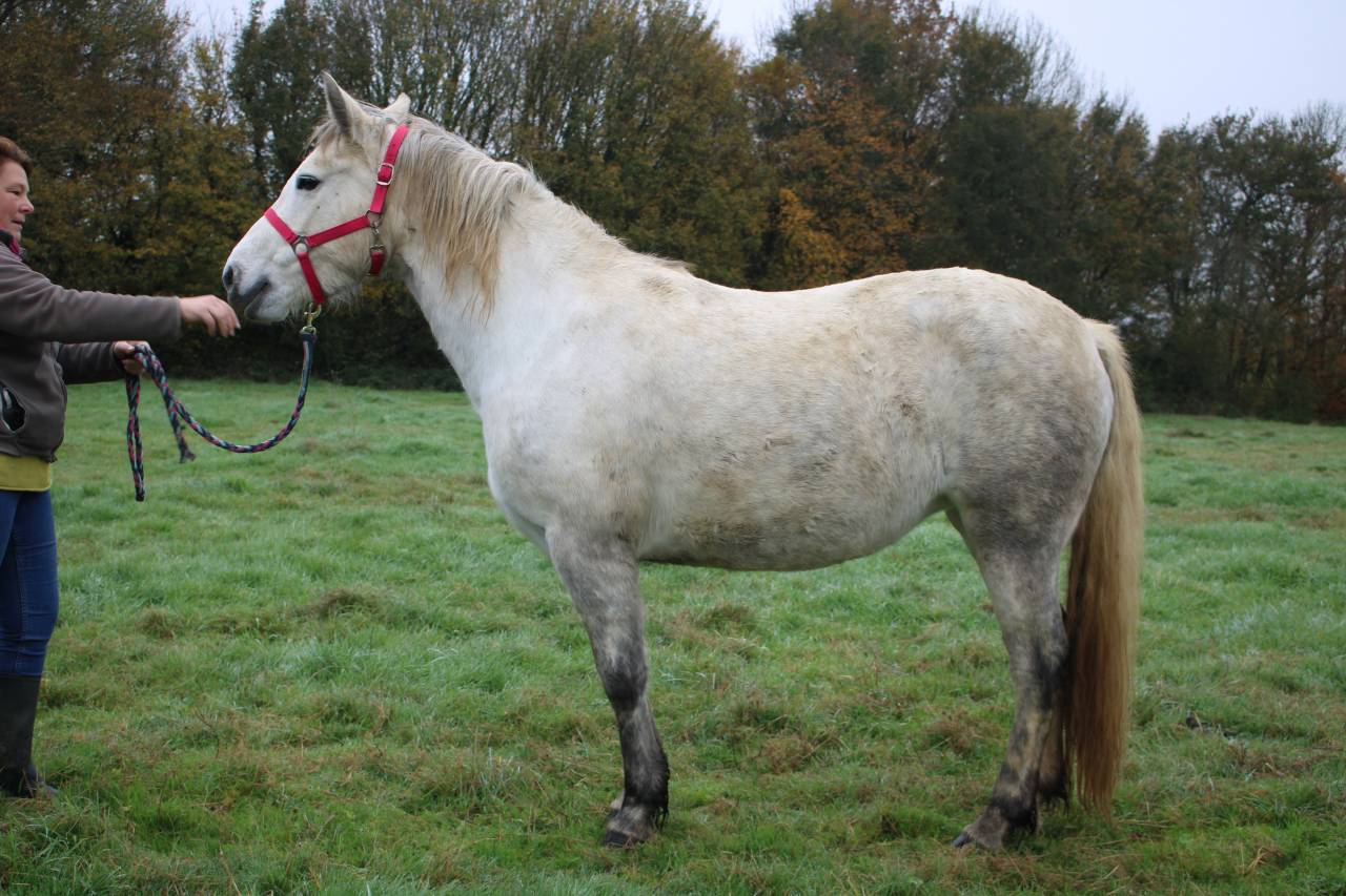 Mare Connemara For sale 2020 Grey