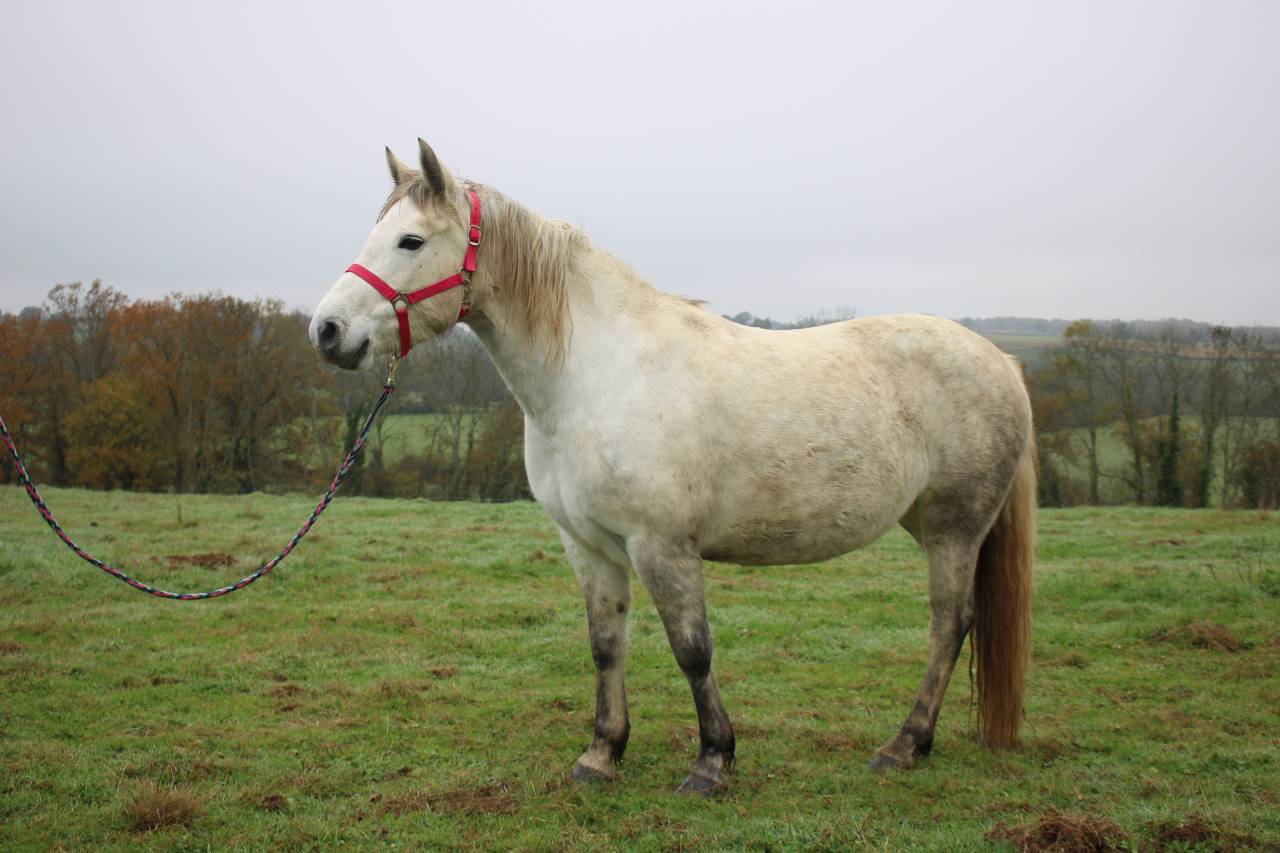 Mare Connemara For sale 2020 Grey