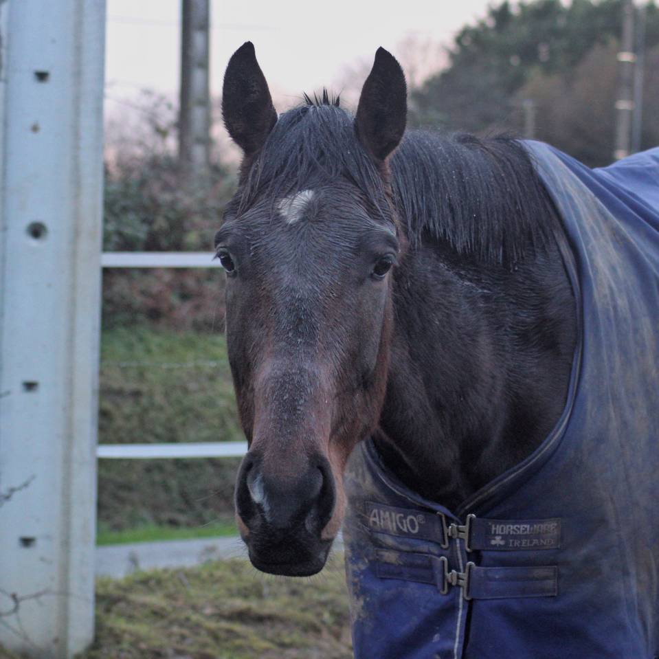 Gelding AQPS Part-Livery 2021 Dark Bay