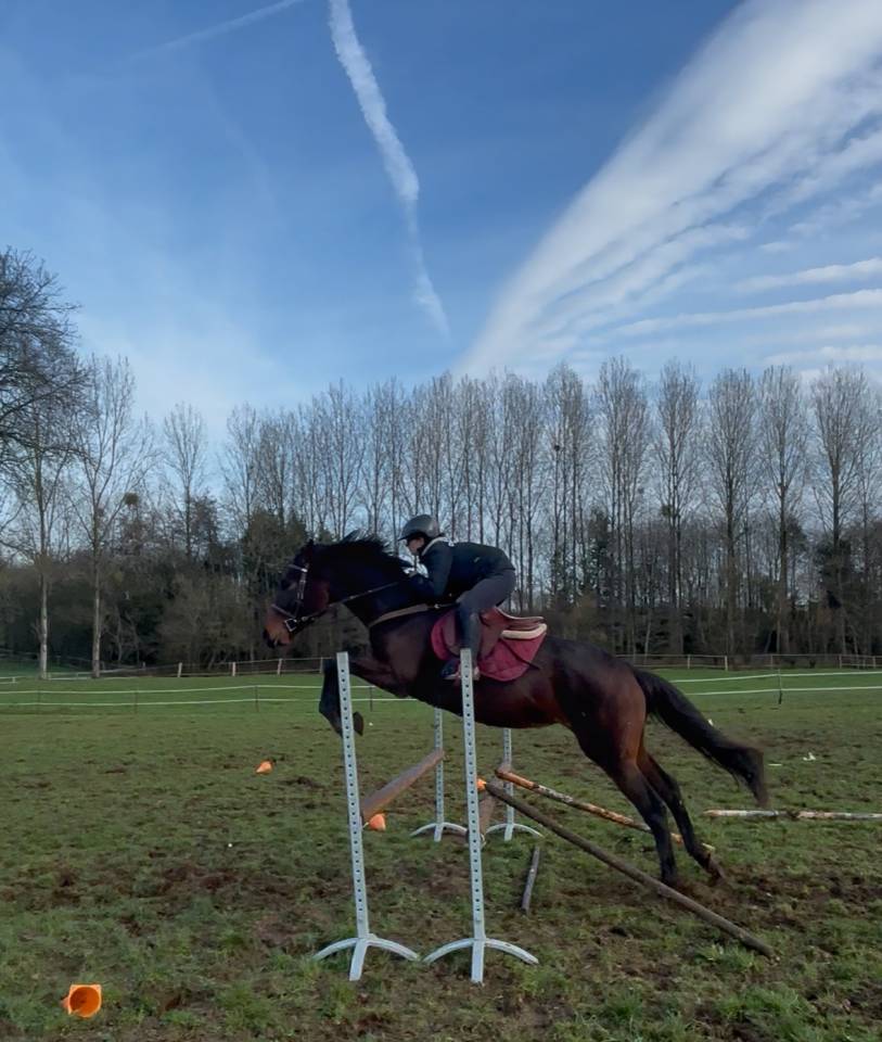 Gelding AQPS Part-Livery 2021 Dark Bay