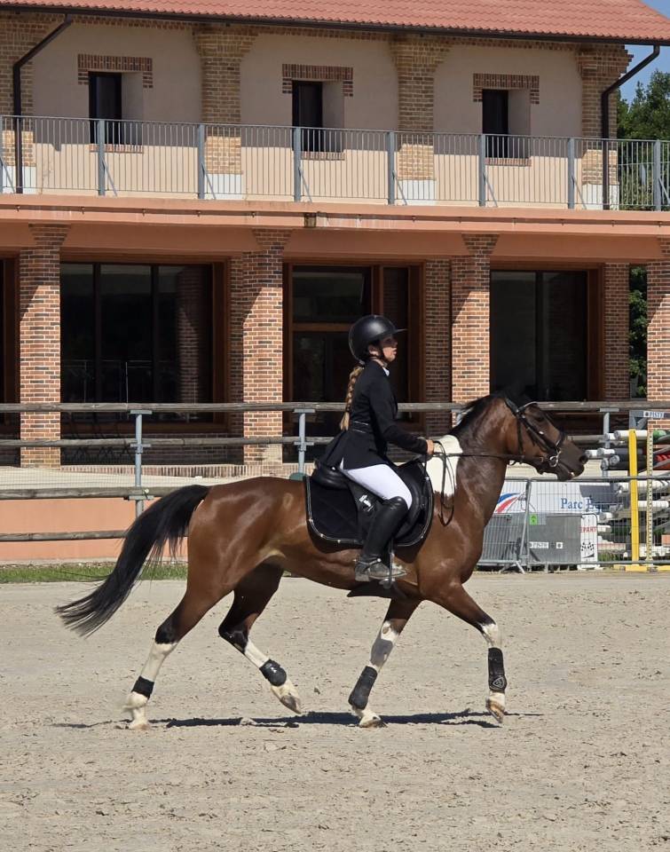 Mare Other Pony Breed For sale 2014 Other color