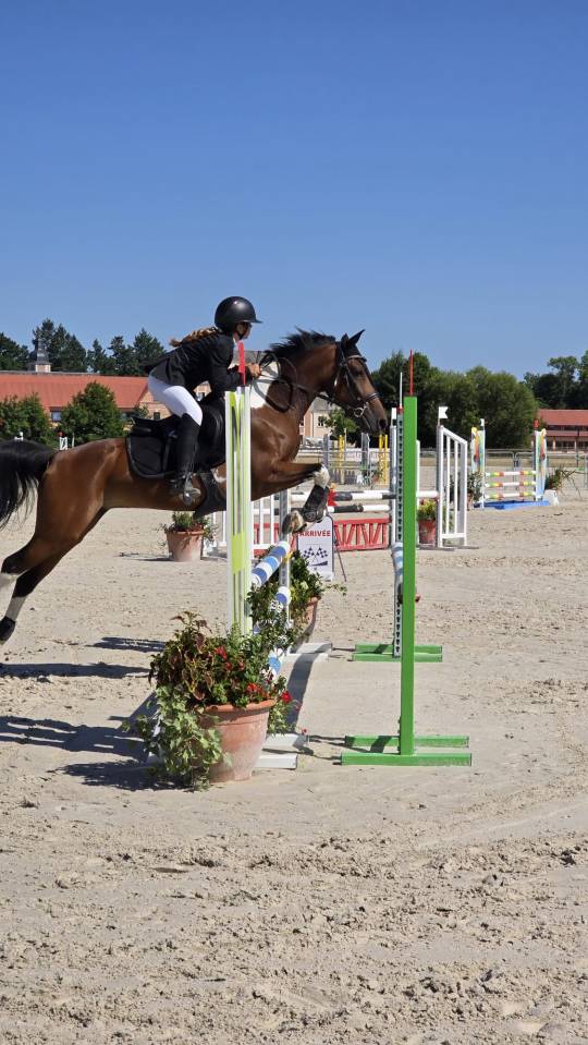 Mare Other Pony Breed For sale 2014 Other color