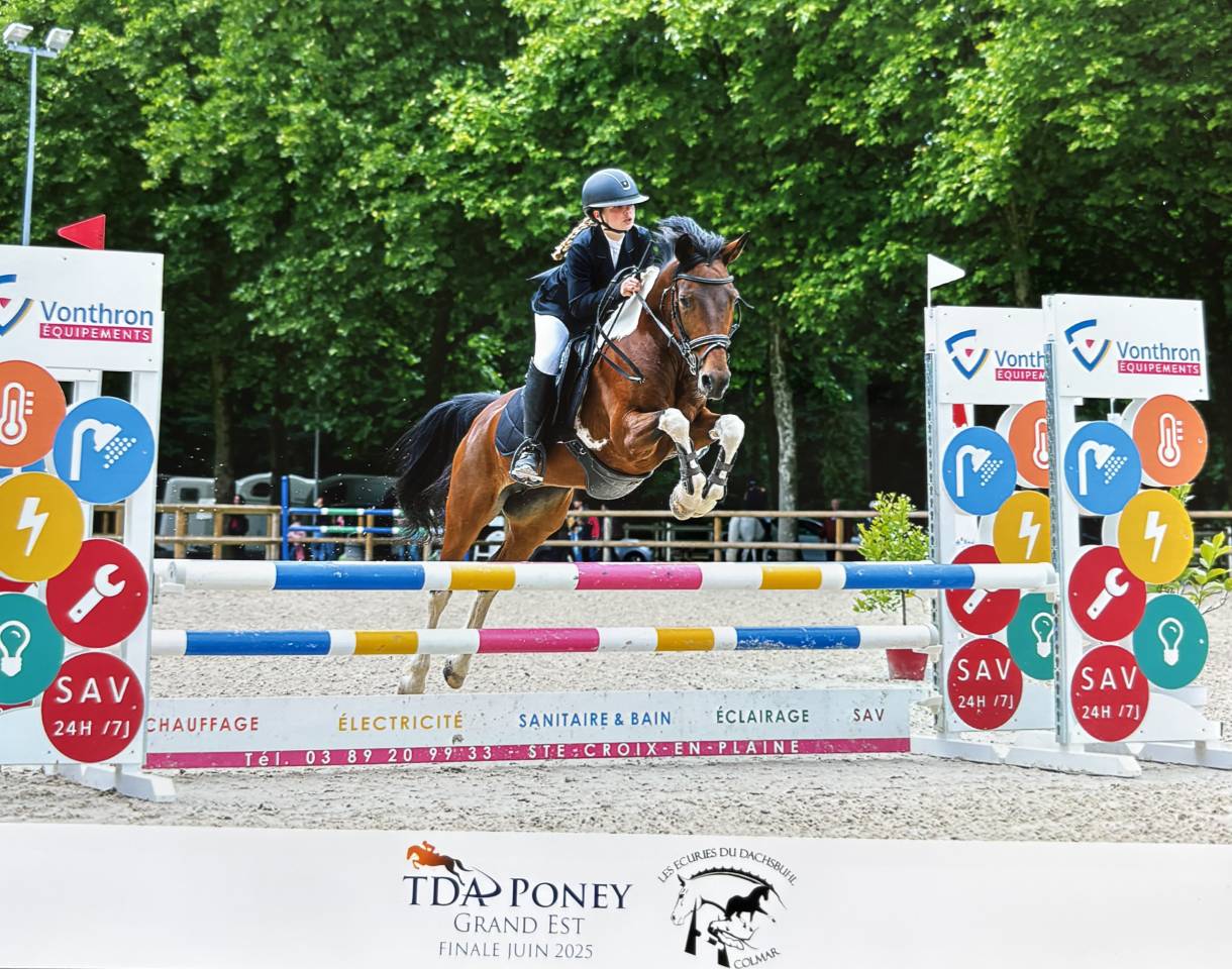 Mare Other Pony Breed For sale 2014 Other color