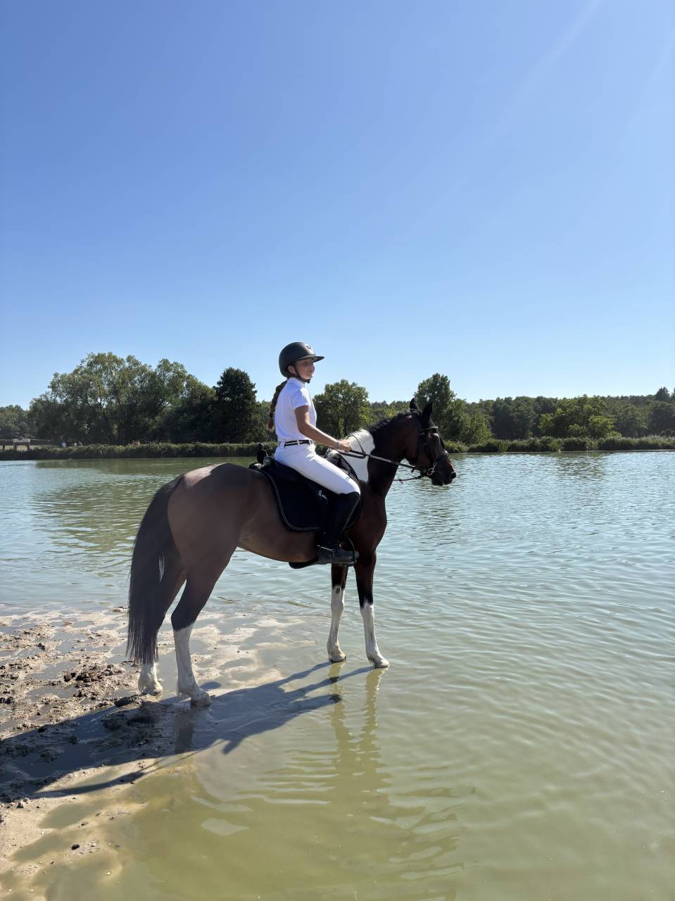 Mare Other Pony Breed For sale 2014 Other color