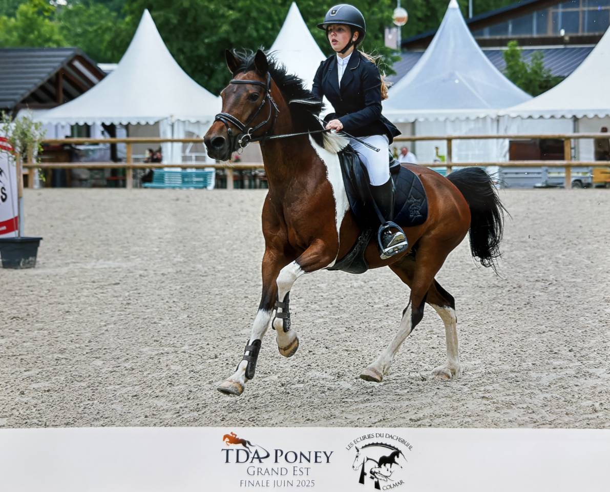 Mare Other Pony Breed For sale 2014 Other color