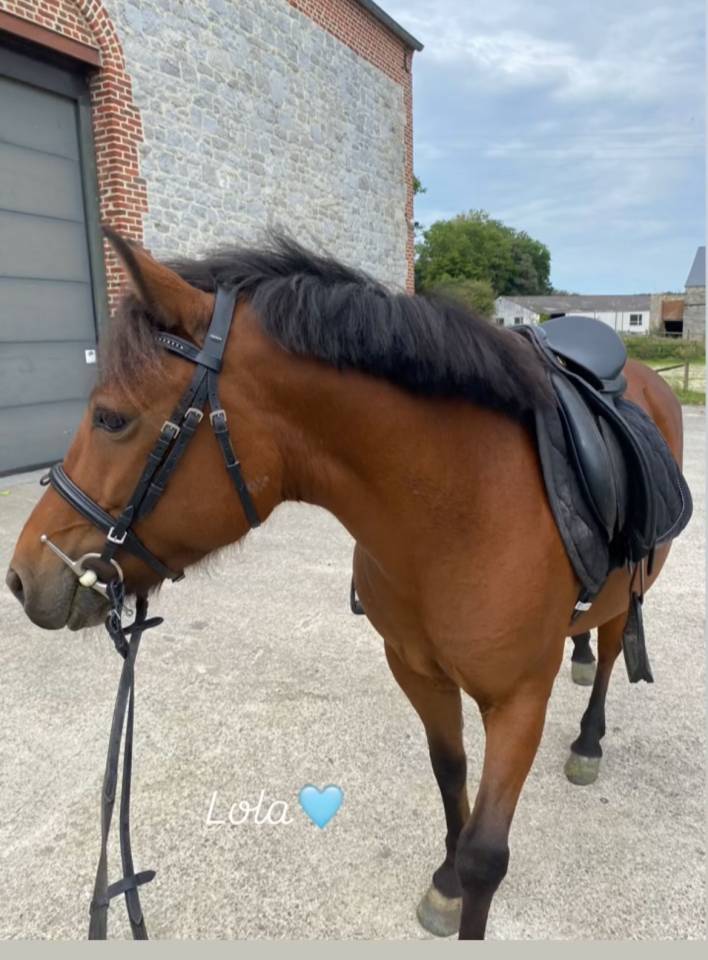 Mare Welsh Pony (Section B) For sale 2017 Bay