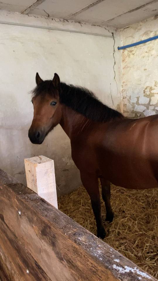 Mare Welsh Pony (Section B) For sale 2017 Bay