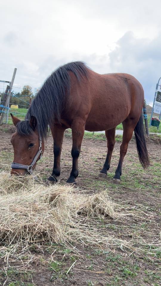 Mare Welsh Pony (Section B) For sale 2017 Bay
