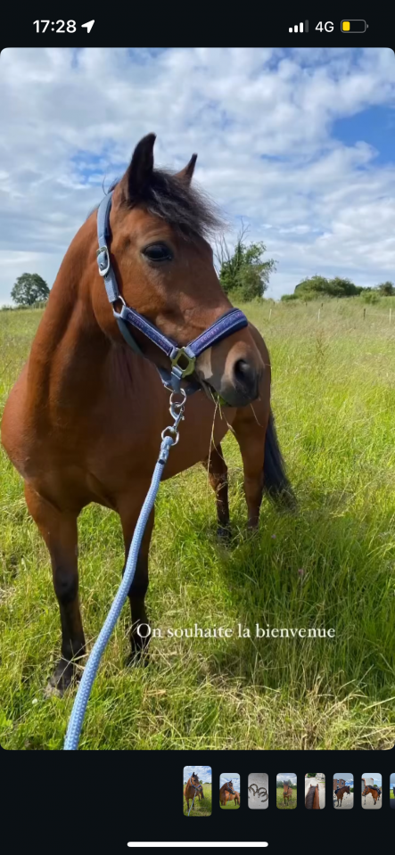 Mare Welsh Pony (Section B) For sale 2017 Bay